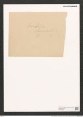 Frustulia rhomboides (Ehr.) De-Toni (de-Toni-Nr.: Genus 19, Species 1159) Zeichnungen Sammlung Grunow (NHMW-BOT-W0369360)